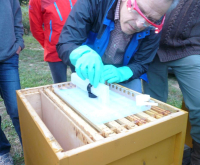 Erfolgreiche Varroabekämpfung